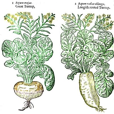 Great and Long Turnips